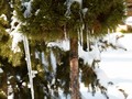 Pinus mugo Grune Welle IMG_1933 Sosna kosodrzewina